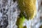 Moss with frozen water droplets and icicles