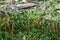 Moss with fruit stalks on forest