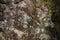 Moss fungus and lichen covered stone.