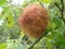 Moss Gall On Dog Rose