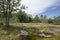 Moss on the glacial bedrock and trees