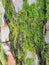 Moss on gray reddish bark of a pine trunk