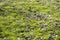 Moss green, shaggy texture, background