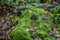 Moss on Ground at Cherney Maribel Caves County Park