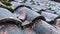 Moss growing on a barrel tile roof