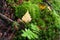 Moss growing in forest close-up, varied vegetation in autumn season.