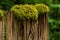 Moss growing in nurse log in washington pacific northwest forest