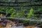 Moss growing on old, burnt, wooden planks, traces of metal structures and old, rusty nails are visible, from a close distance