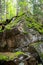 Moss growing on rock wall