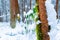 Moss growing on skinny brown tree trunk with snow covering right side, in a forest bog, after a snow storm, with fluffy snow