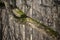 Moss Growing On A Tree