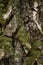 Moss-grown trunk of aged birch tree. Closeup vertical photo