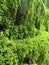 Moss grows on rocks, soil in the forest