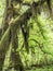 Moss hanging from a maple in the rainforest