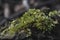 Moss Hypnum cupressiforme