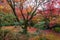 Moss land and Maple Trees in Saihoji Garden, Kyoto, Japan
