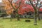 Moss land and Maple Trees in Saihoji Garden, Kyoto, Japan