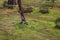 Moss land and Tree Trunk with maple leaves on floor in Japanese Garden