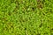 Moss layer closeup