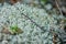 Moss lichen Cladonia rangiferina. Grey reindeer lichen. Beautiful light-colored forest moss growing in warm and cold climates.