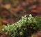 Moss and lichen closeup