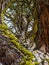 Moss and lichen covered tree