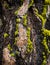 Moss and lichen covered tree