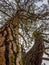 Moss and lichen covered tree