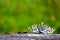 Moss, lichen grew up on a wooden surface on a green background