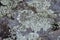 Moss and lichen grow on a stone. Macro. background of Lichen Moss stone