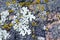 Moss and lichen grow on a stone. Macro. background of Lichen Moss stone.