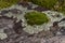 Moss and lichen on rock up close