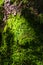 Moss and lichen on rocks in the mountains. Flora of the Carpathians. Yellowed grass in autumn. Moss, fungus on a stone