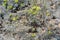 Moss and lichen on rocks in the mountains. Flora of the Carpathians. Yellowed grass in autumn. Moss, fungus on a stone