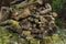 Moss and lichen on a rotting log in a wildlife garden