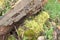 Moss and lichen on a rotting log in a wildlife garden