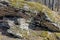 Moss and lichen on stones in autumn pine forest