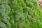 Moss and lichen on tree trunk