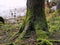 Moss and lichen trunk closeup