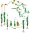 Moss life cycle. Diagram of life cycle of Common haircap moss Polytrichum commune