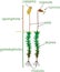 Moss life cycle. Diagram of life cycle of Common haircap moss Polytrichum commune