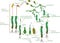 Moss life cycle. Diagram of life cycle of Common haircap moss Polytrichum commune