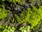 moss living on rocks in the tropical rainforest of Bulukumba, Indonesia