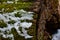 Moss and Melting Snow on Old Stump