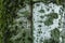 Moss, mint green and yellow lichen on bark of silver poplar