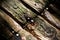 Moss and nails on decay wood