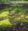 Moss Path in Forest at Lake Lenape Park in Mays Landing, NJ