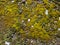 Moss on a pebble beach. Moss carpet on stones. Natural background. Pattern of cobblestones and plants