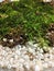 Moss and perlite