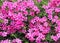 Moss phlox flowers - closeup view